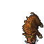 Boar