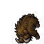 Wild Boar